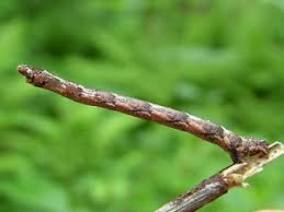 Attēlu rezultāti vaicājumam “Eulithis pyropata”