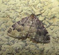 Attēlu rezultāti vaicājumam “Triphosa dubitata”