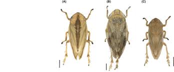 Attēlu rezultāti vaicājumam “Philaenus spumarius”