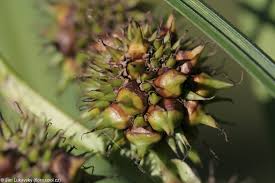 Attēlu rezultāti vaicājumam “Sparganium erectum aggr. leaf”