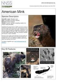 Attēlu rezultāti vaicājumam “Mustela vison”