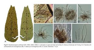Attēlu rezultāti vaicājumam “Mycosphaerella ulmi”
