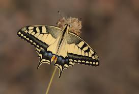 Attēlu rezultāti vaicājumam “Papilio machaon upperside”