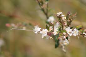Attēlu rezultāti vaicājumam “Hippophae rhamnoides female flower”