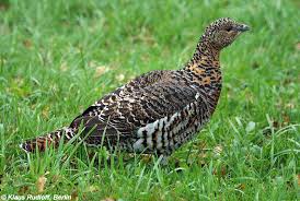 Attēlu rezultāti vaicājumam “Tetrao urogallus female”
