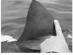 Image result for Pristis pectinata