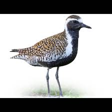 Attēlu rezultāti vaicājumam “Pluvialis apricaria adult”