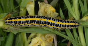 Attēlu rezultāti vaicājumam “Calophasia lunula larva”