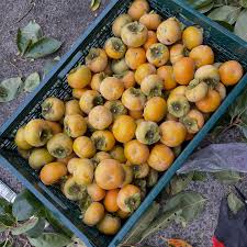 「柿の木利江」の画像検索結果