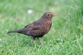 Attēlu rezultāti vaicājumam “Turdus merula”