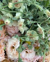 Image result for Alonsoa liniflora