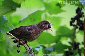 Attēlu rezultāti vaicājumam “Turdus merula juvenile”