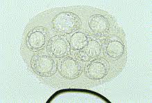 Image result for cestoda excrement dog