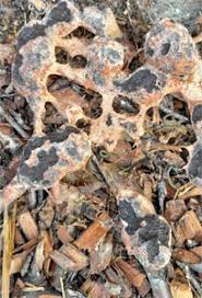 Attēlu rezultāti vaicājumam “Fuligo laevis”