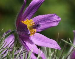 Attēlu rezultāti vaicājumam “Pulsatilla pratensis flower”