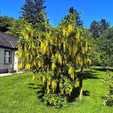Attēlu rezultāti vaicājumam “Laburnum”