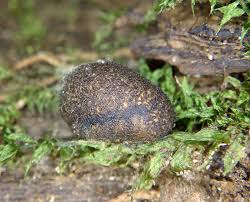 Attēlu rezultāti vaicājumam “Lycogala sphaeroconicum sessile”