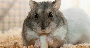 Image result for хомяк