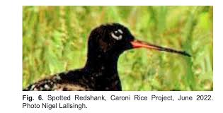 Image result for Tringa erythropus