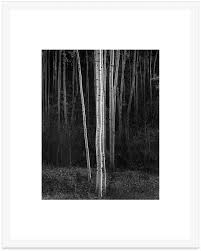 Image result for Ansel Adams Aspens New Mexico