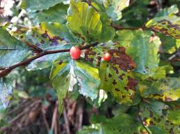 Attēlu rezultāti vaicājumam “Phellodendron amurense fruit”