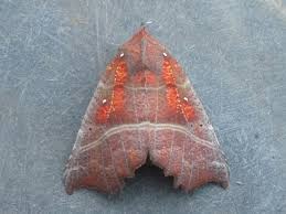 Attēlu rezultāti vaicājumam “Scoliopteryx libatrix”