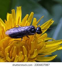 Attēlu rezultāti vaicājumam “Allantus cinctus”