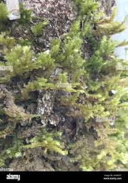 Attēlu rezultāti vaicājumam “Neckera pennata”