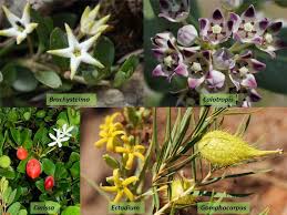 Attēlu rezultāti vaicājumam “Apocynaceae”