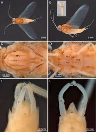 Attēlu rezultāti vaicājumam “Ephemeroptera imago”