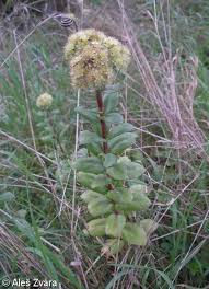 Attēlu rezultāti vaicājumam “Hylotelephium maximum flower”