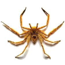 Attēlu rezultāti vaicājumam “Aranei”