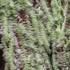 Attēlu rezultāti vaicājumam “Acaulon muticum sporophyte”