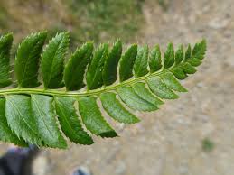 Attēlu rezultāti vaicājumam “Polystichum lonchitis”