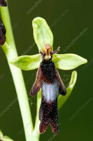 Attēlu rezultāti vaicājumam “Ophrys insectifera flower”