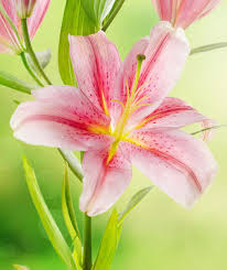 Image result for Lilie