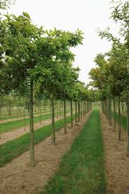 Attēlu rezultāti vaicājumam “Mespilus germanica”