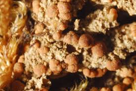 Attēlu rezultāti vaicājumam “Biatora sphaeroides”