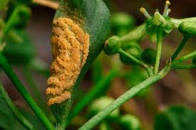 Attēlu rezultāti vaicājumam “Melampsora epitea”