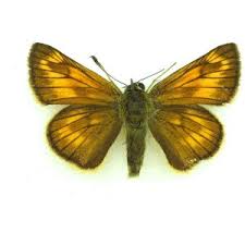 Attēlu rezultāti vaicājumam “Ochlodes sylvanus female”