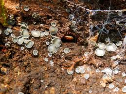 Attēlu rezultāti vaicājumam “Mollisia cinerea”