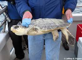 Image result for Lepidochelys kempii