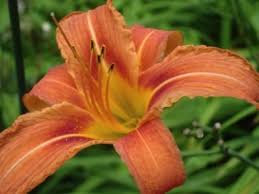 Attēlu rezultāti vaicājumam “Hemerocallis lilioasphodelus flower”