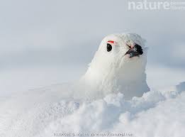 Attēlu rezultāti vaicājumam “Lagopus lagopus”