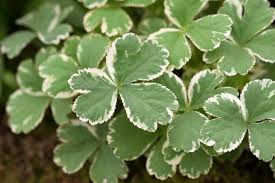 Attēlu rezultāti vaicājumam “Epirhoe tristata”