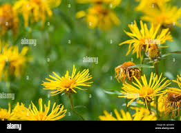 Attēlu rezultāti vaicājumam “Inula salicina leaf”