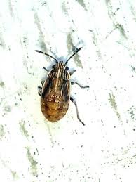 Attēlu rezultāti vaicājumam “Nithecus jacobaeae”