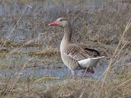 Attēlu rezultāti vaicājumam “Anser anser adult”