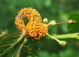 Attēlu rezultāti vaicājumam “Puccinia coronata”