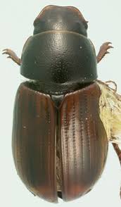 Attēlu rezultāti vaicājumam “Aphodius subterraneus”